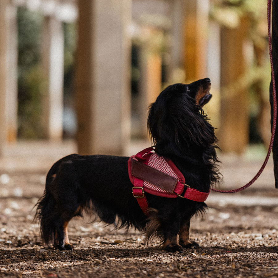 ARN&Eacute;S SEGURIDAD MAMBO - L, , large Imagen numero 2